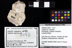 Foto (Objket + Etiketten) von Coelopus sp. 